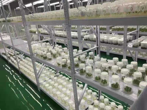 武漢蔬菜花卉種苗工廠化生產(chǎn)標準化試點項目成效顯著 商品苗提升超5%，畜牧漁業(yè)飼料銷售同步增長